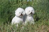 BICHON FRISE 039